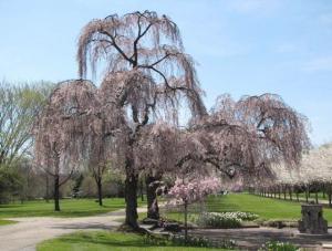 Rodolfo Slocum - Daddy Albany, USA